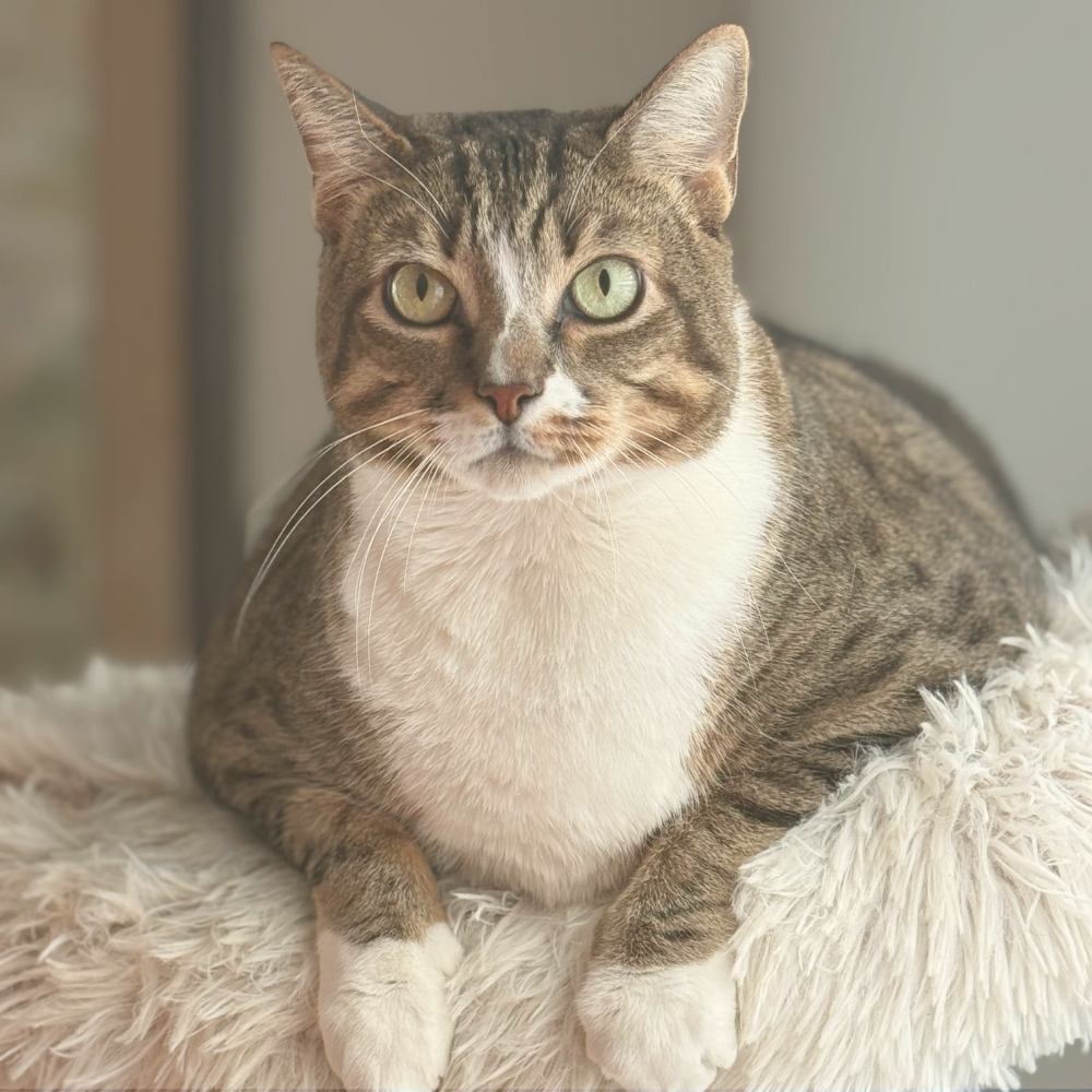 Leashes and Litterboxes