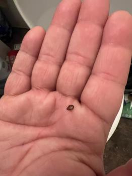 Bed Bug Exterminator Waukesha