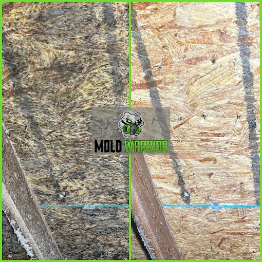 Mold Warrior Atlanta
