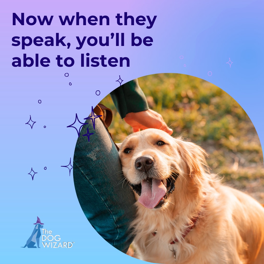 The Dog Wizard - Dog & Puppy Obedience Training Farmington Hills