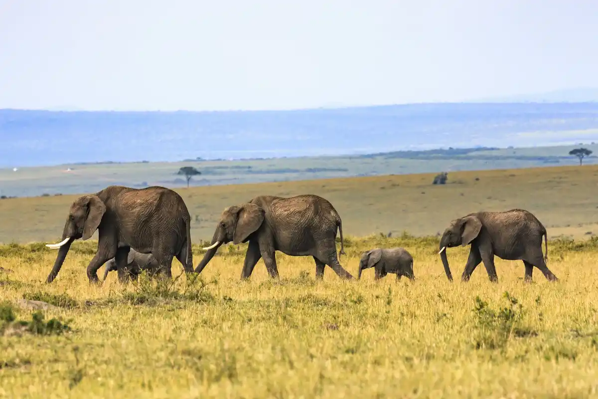 Savannah Wanderlust Expeditions