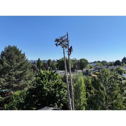 NW Premier Tree Services Beaverton
