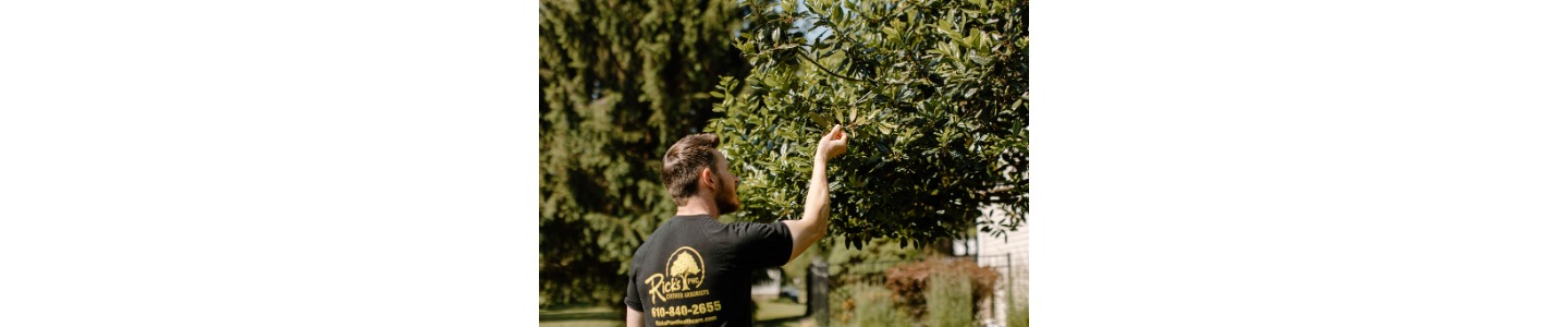Rick's Certified Arborists
