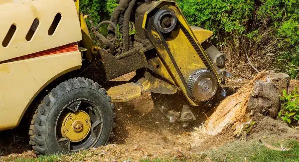 Burke & Son Tree Service