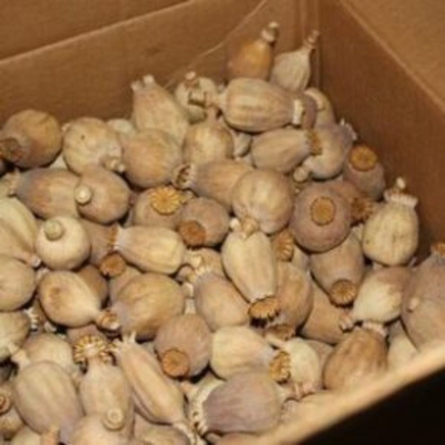 Premium Poppy Pods