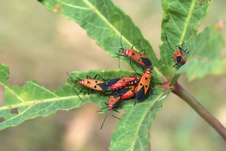 Shawnee Pest Control