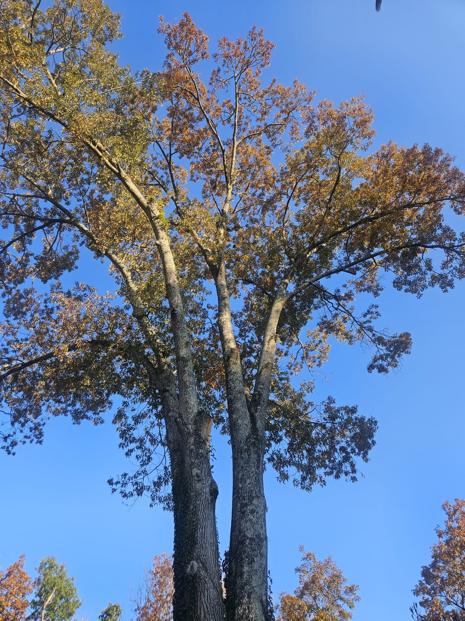 Perez Tree Services