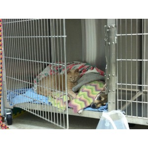 Fossil Ridge Animal Hospital