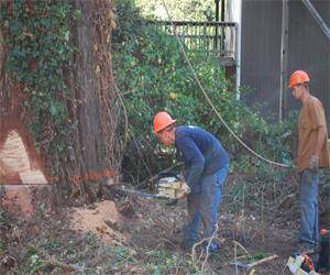 Empire Tree Experts
