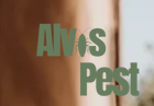 Alvis Pest
