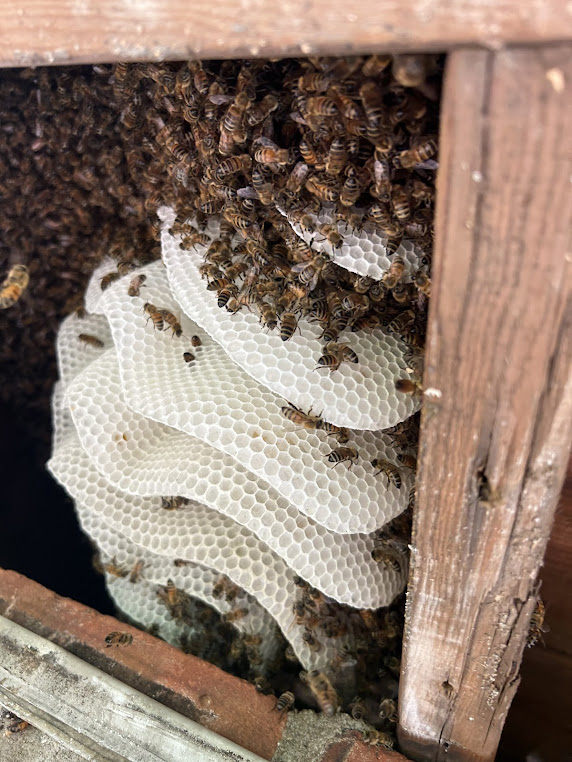 Woody’s Honeybee Rescue