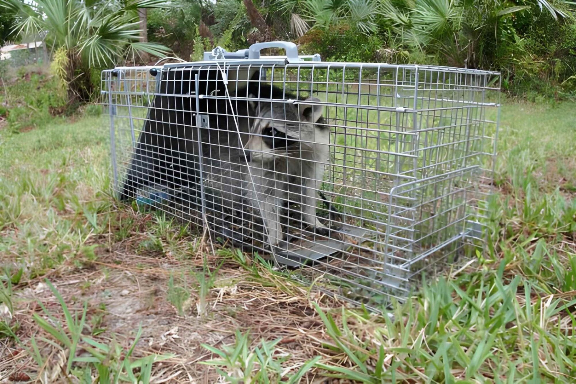TrapOne Wildlife Removal
