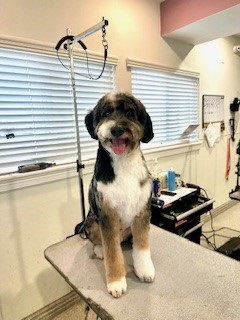The Dog House Pet Salon - Memorial Park