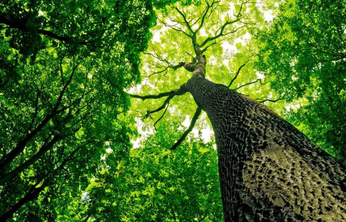 Elk Grove Tree Pros