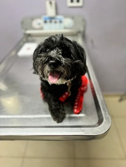 Servicios Veterinarios De Dorado