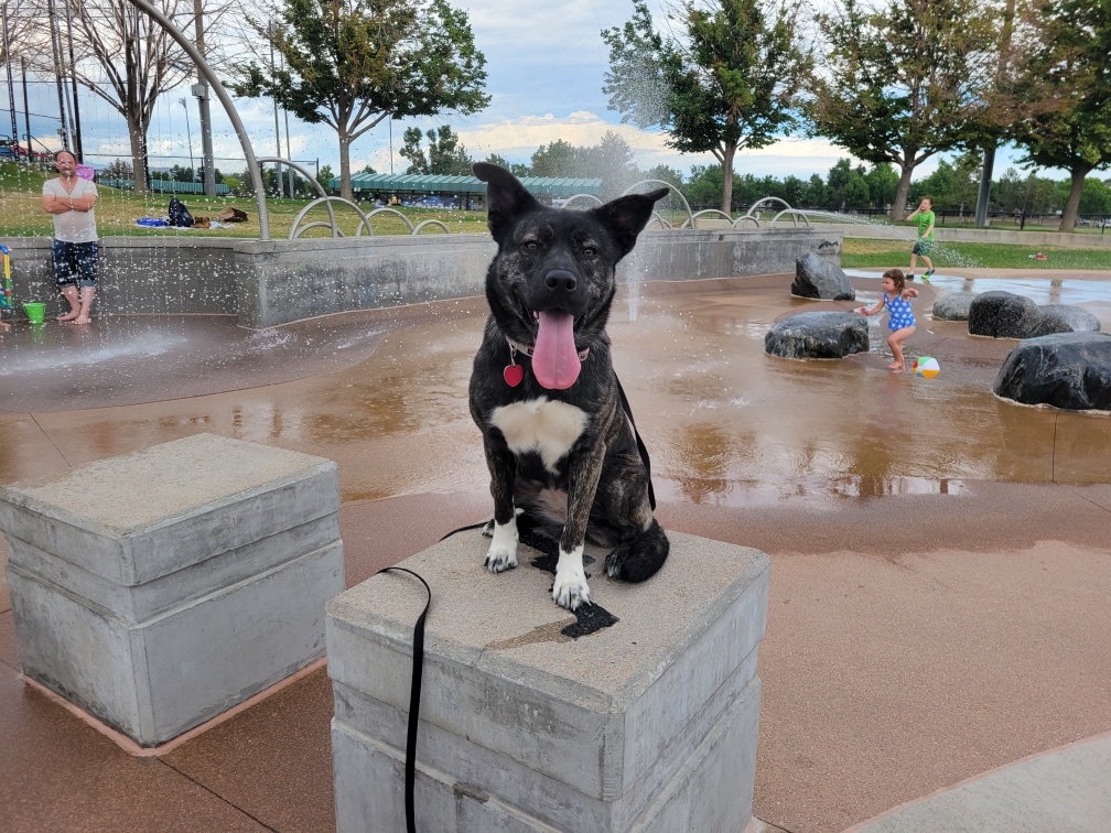 Off-Leash K9 Training - Denver