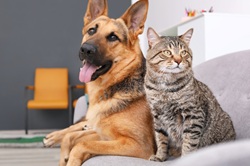 Fetch! Pet Care of Kansas City, KS