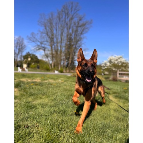 Off Leash K9 Training, Lehigh Valley