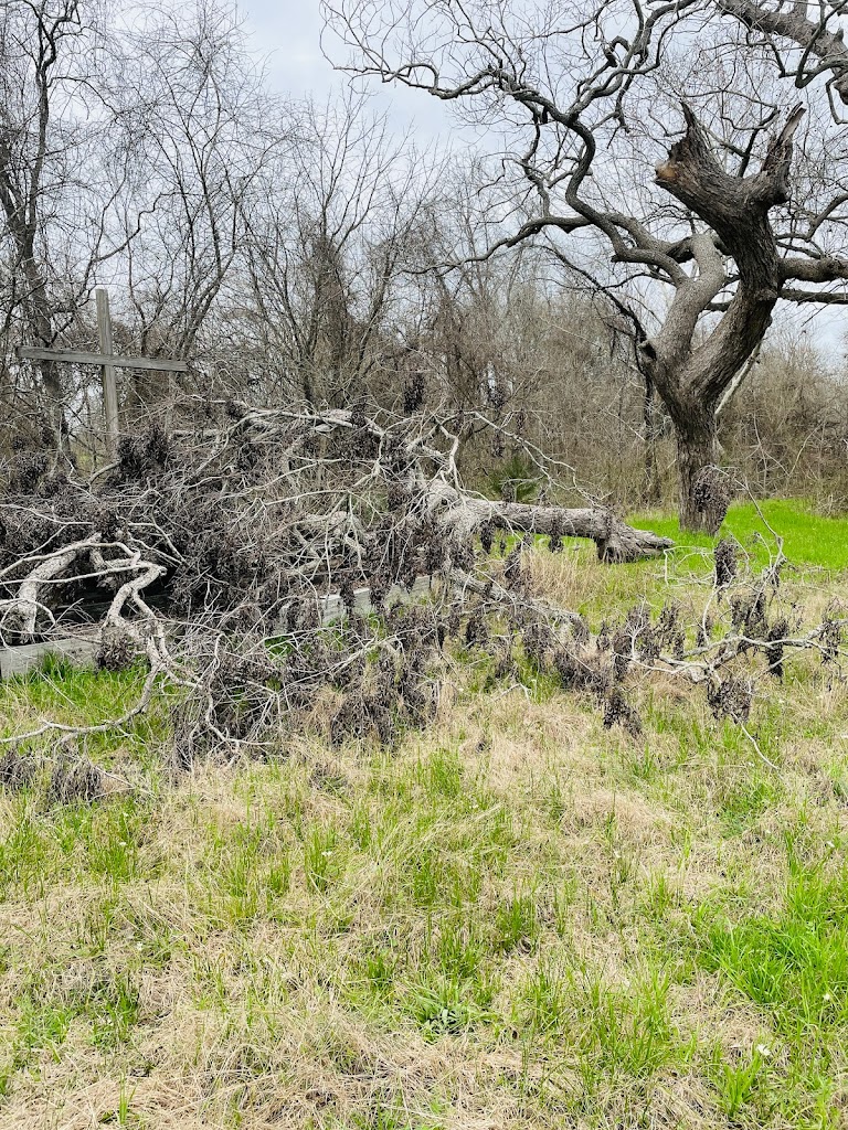 Texas Tree Services