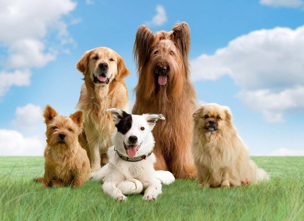 Dogfather Grooming Fairfield