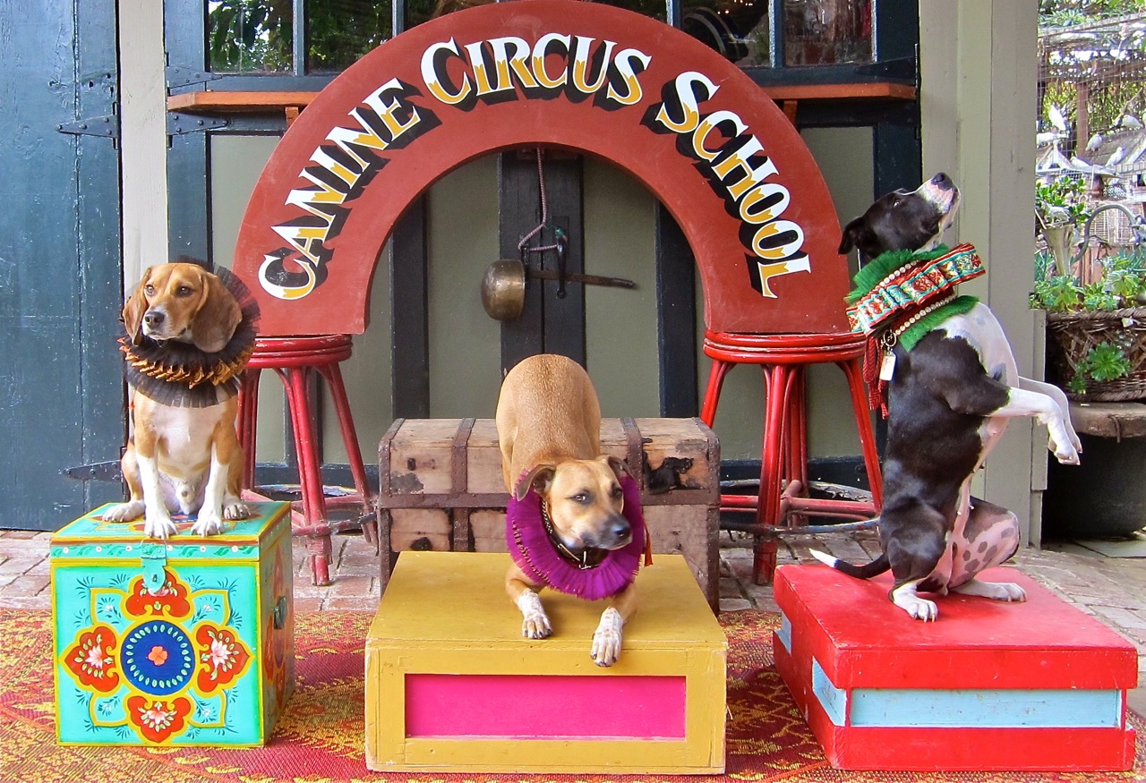 Master of Hounds Academy