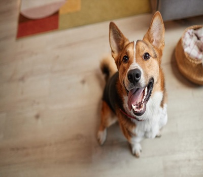 Advanced Veterinary Dental Care and Oral Surgery
