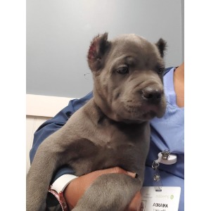 Hwy 5 Animal Hospital