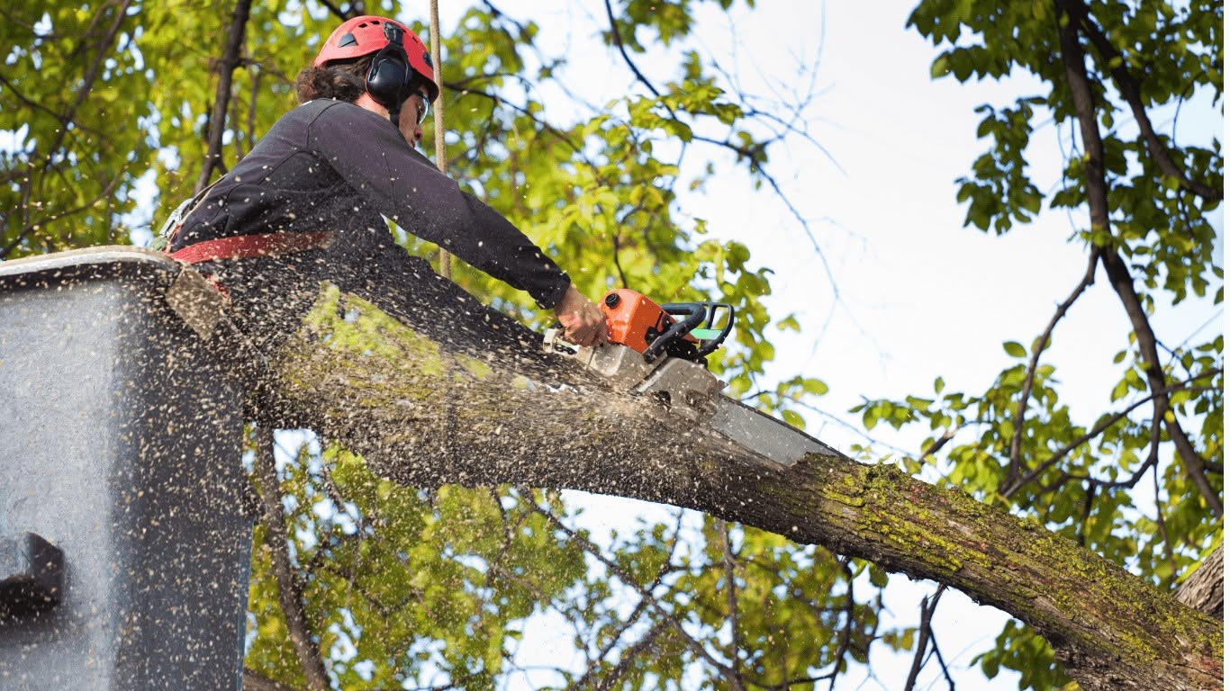 Eagle Mountain Tree Service Experts