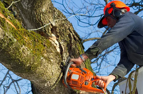 True Gen Tree Service LLC