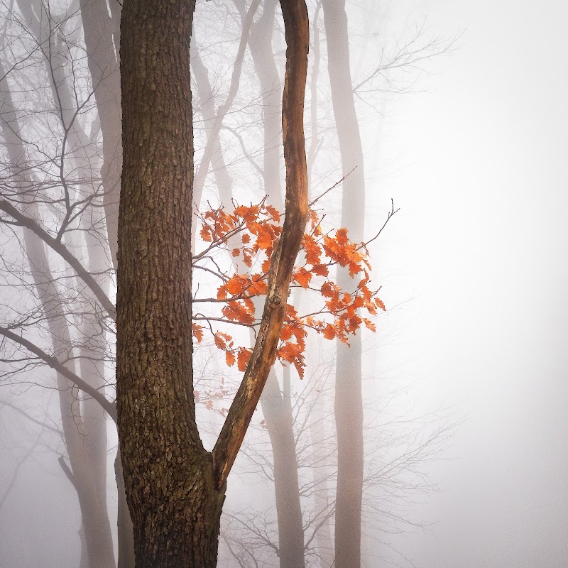 Budget Tree Services Ltd