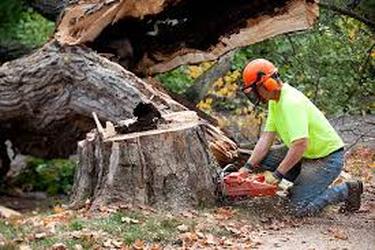 Tallahassee Tree Pros