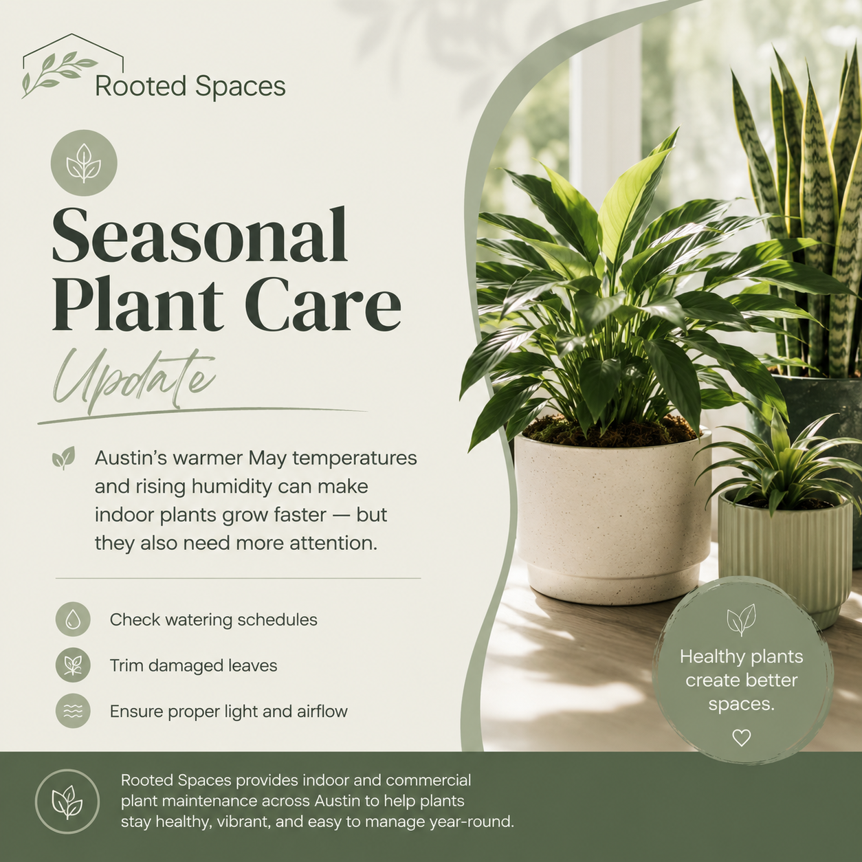 Rooted Space Plants
