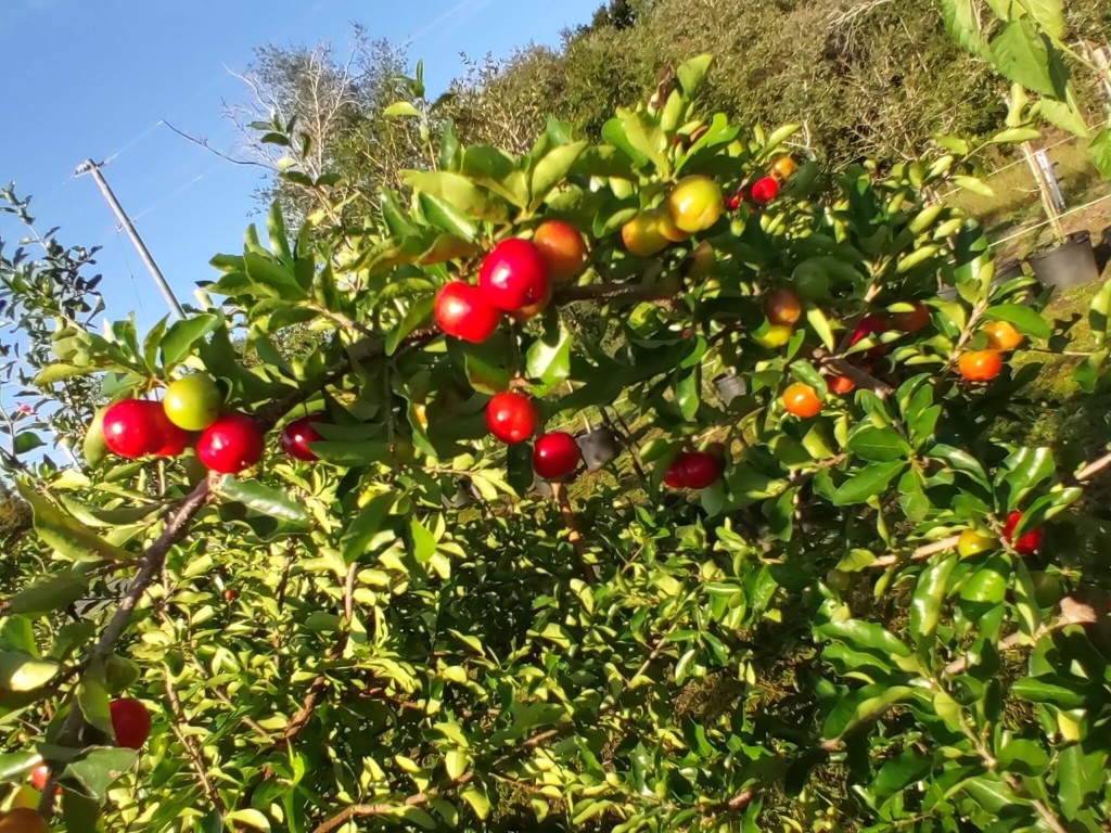 Paul's Nursery and Fruit Trees
