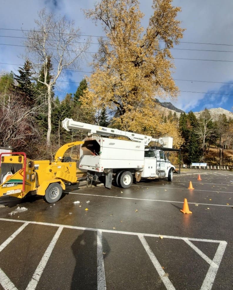 Grande Prairie Tree Service Experts