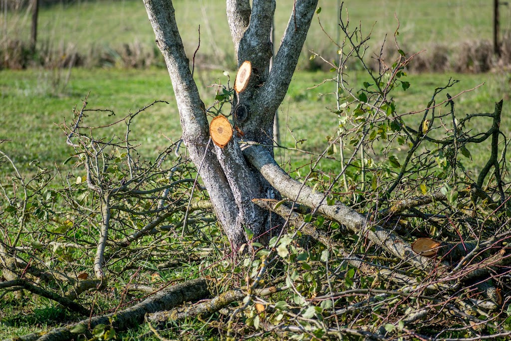 Matt's Maintenance Tree Service