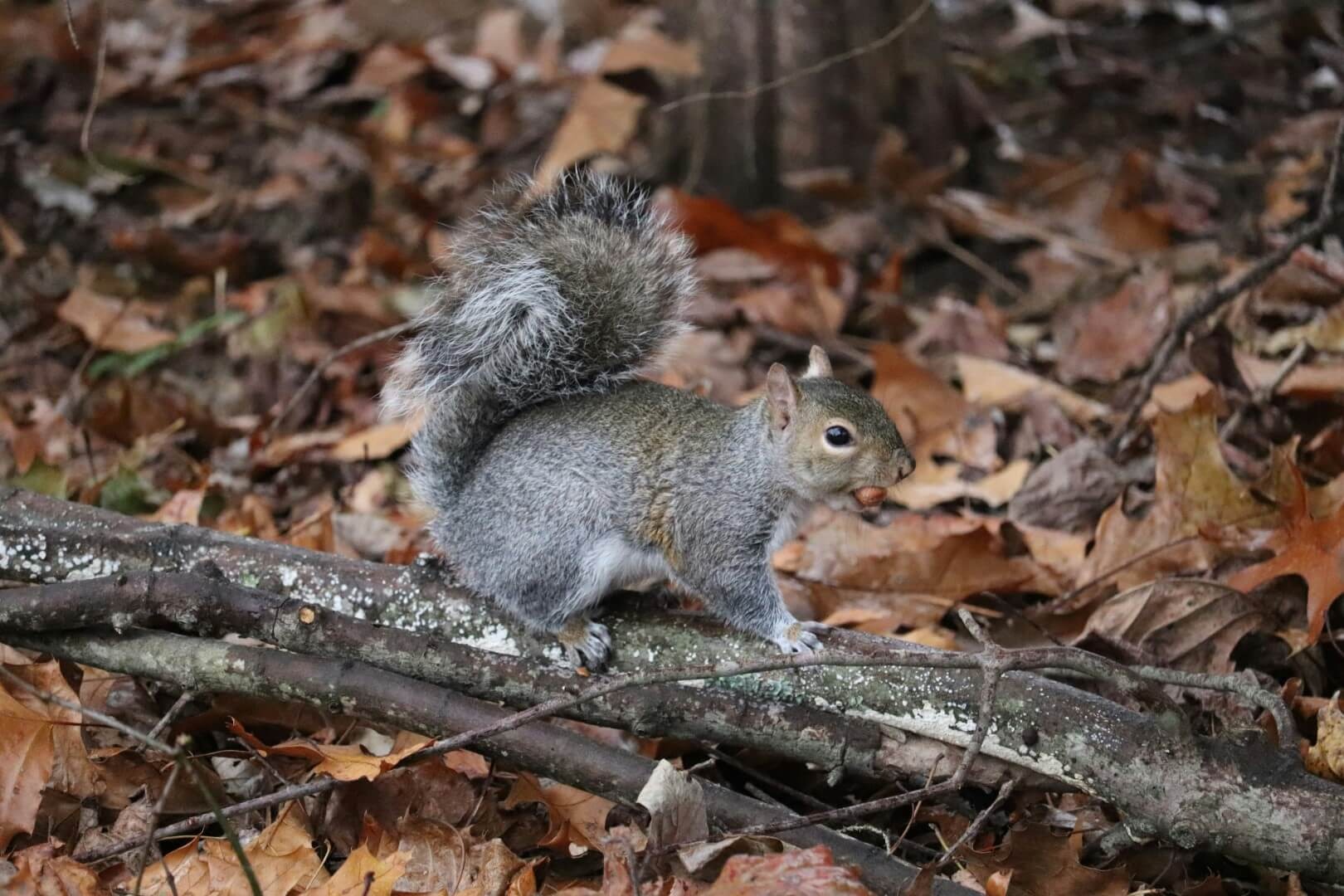 TruTech Pest & Wildlife Control