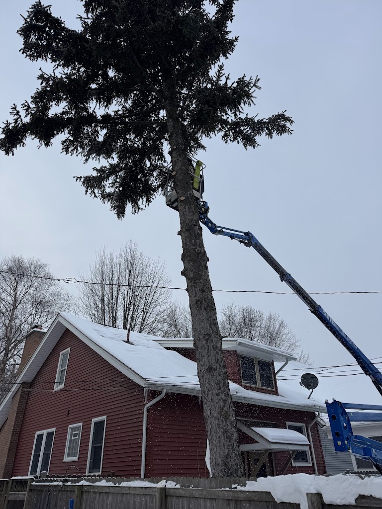 JCS Tree Care Professionals LLC
