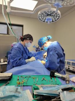 Timberline Veterinary Emergency & Specialty