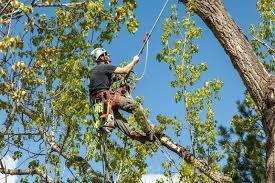 Senske Lawn Care Services - Mukilteo