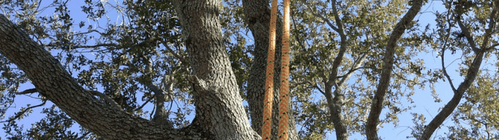 Guardian Tree Company