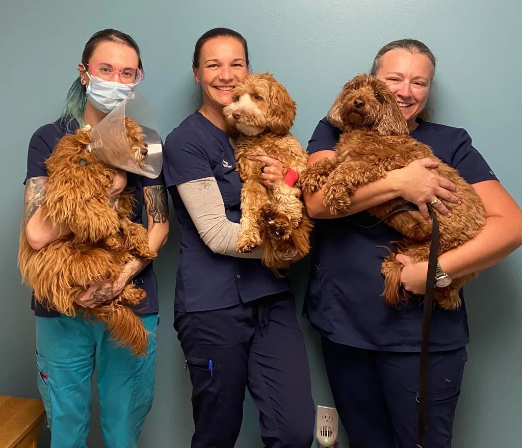 Whole Pet Veterinary Center