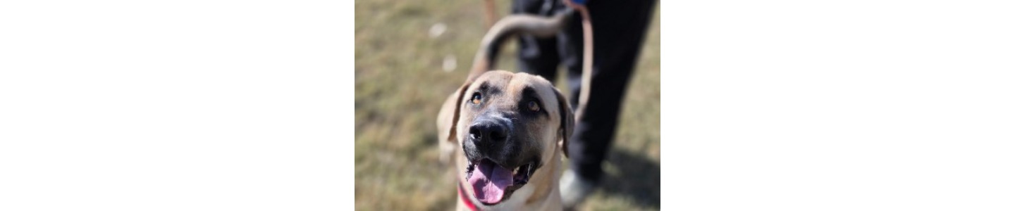 Neighborhood Veterinary Centers - Braeswood