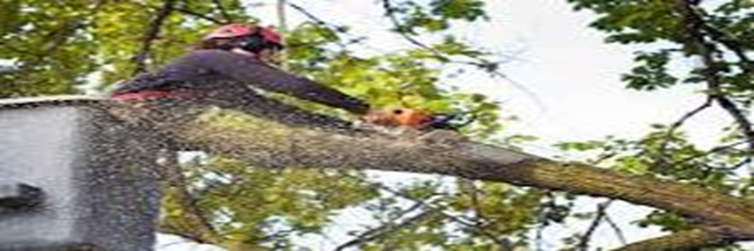 Nils tree Cleaner