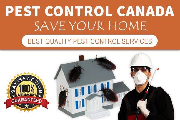Pest Control Woodbridge Canada