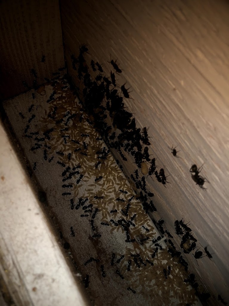 QualityPro Pest & Wildlife Services