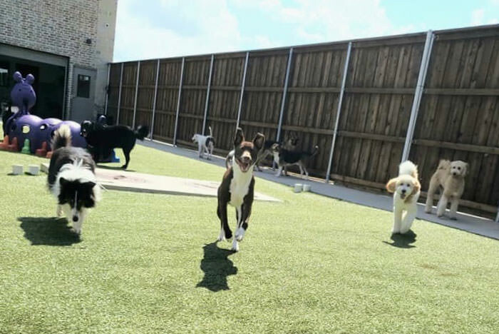 All Dogs Unleashed Dog Training