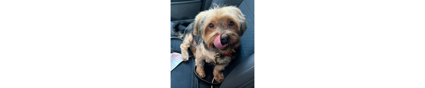 Bark Busters In Home Dog Training - Brampton