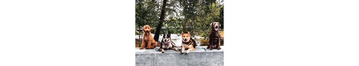 Off Leash K9 Training, Greenville, SC