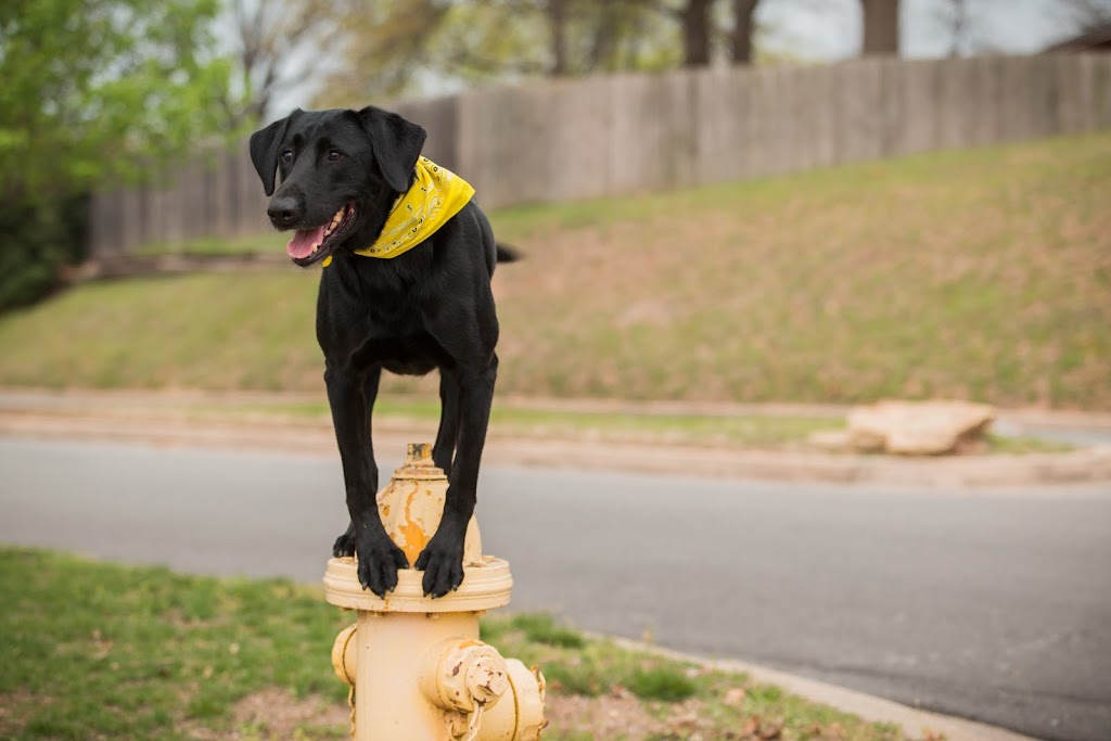 Tip Top K9 Dog Training NW Arkansas