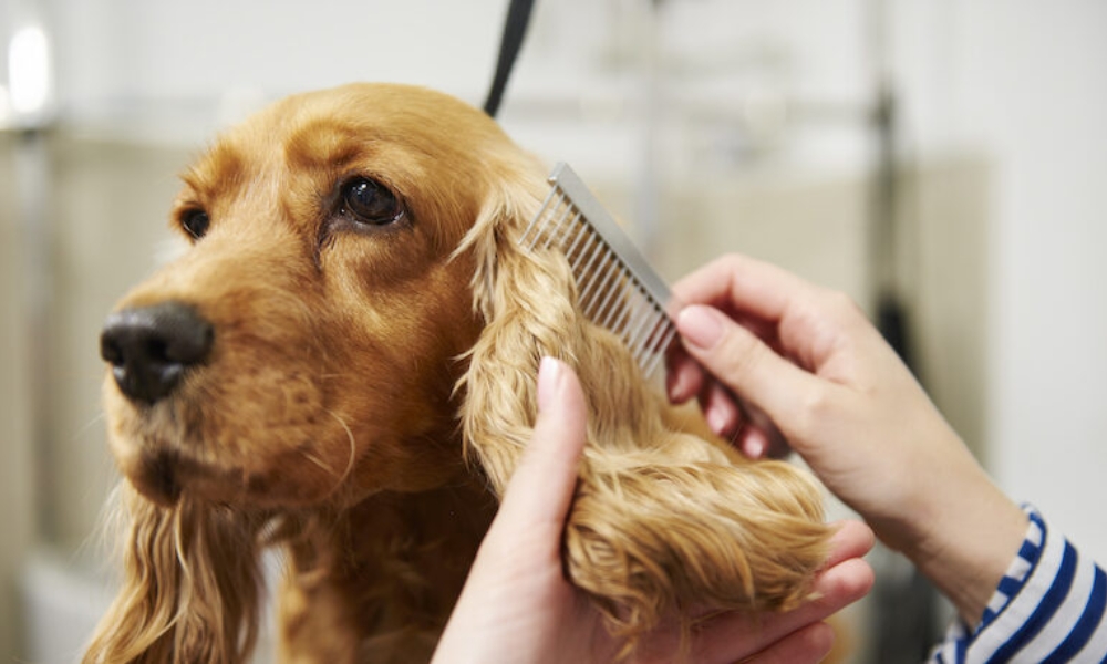 Seven Oaks Multi Speciality Pet Hospital Hyderabad